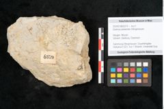 Foto (Objekt + Etikett) von Quercus palaeoilex Ettingshausen (NHMW-GEO-2024-0188-6379)